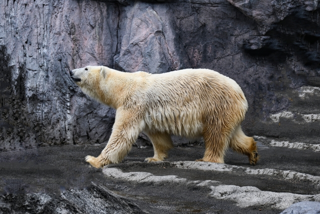 asahiyama zoo