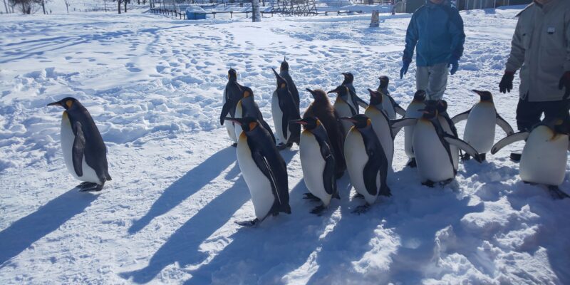asahiyama zoo