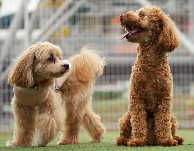 dog