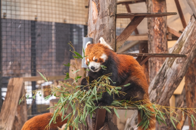 asahiyama zoo